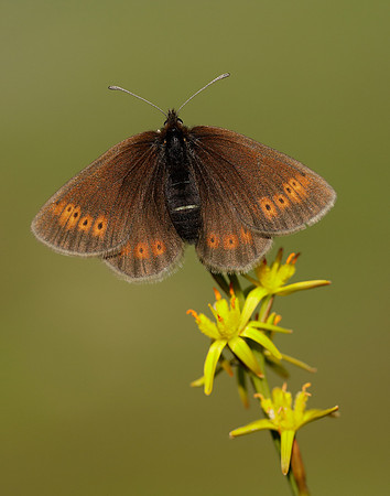 Mountain Ringlet Erebia epiphron