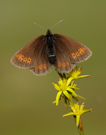 Mountain Ringlet Erebia epiphron
