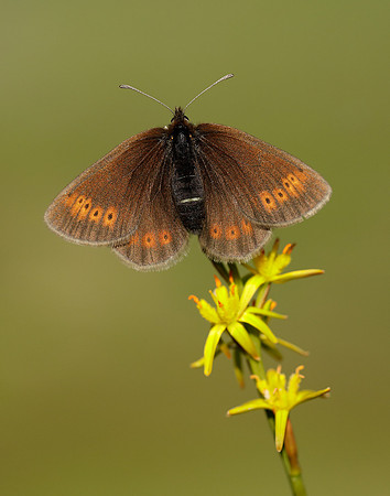 Mountain Ringlet Erebia epiphron