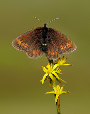 Mountain Ringlet Erebia epiphron