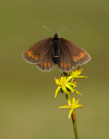 Mountain Ringlet Erebia epiphron
