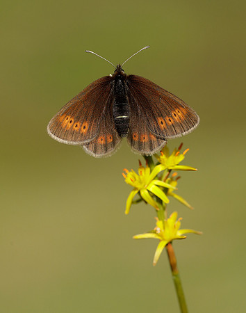 Mountain Ringlet Erebia epiphron