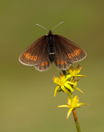 Mountain Ringlet Erebia epiphron