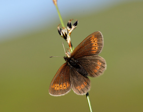 Mountain Ringlet Erebia epiphron