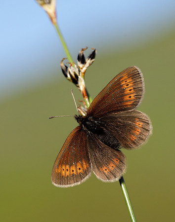 Mountain Ringlet Erebia epiphron