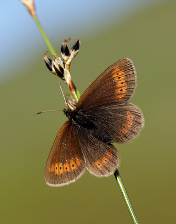 Mountain Ringlet Erebia epiphron