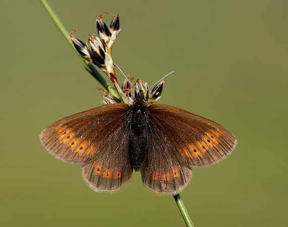 Mountain Ringlet Erebia epiphron