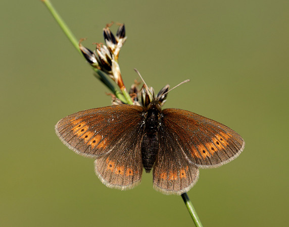 Mountain Ringlet Erebia epiphron