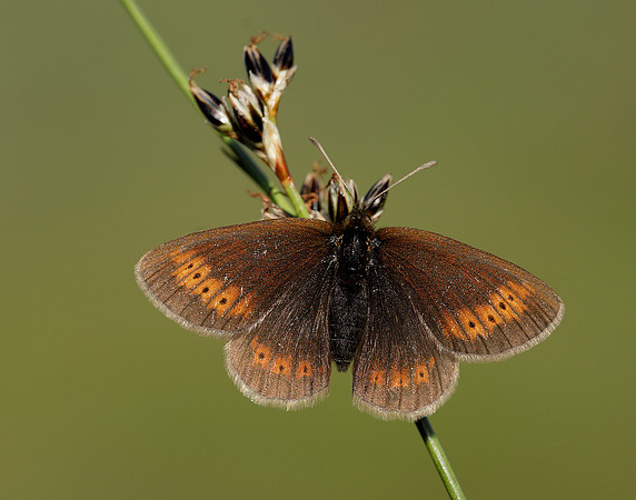 Mountain Ringlet Erebia epiphron