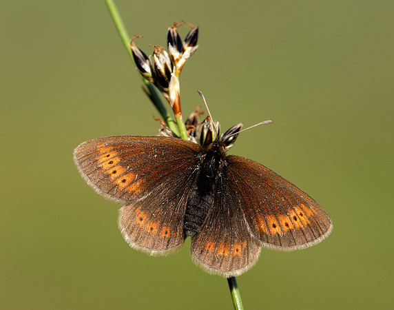 Mountain Ringlet Erebia epiphron