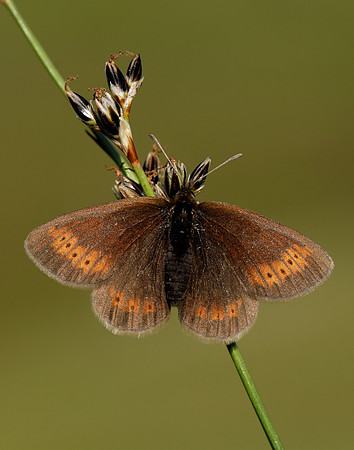 Mountain Ringlet Erebia epiphron