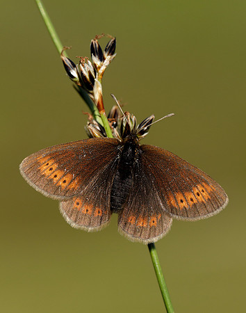 Mountain Ringlet Erebia epiphron