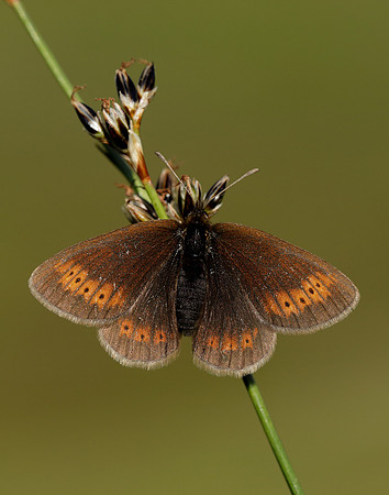 Mountain Ringlet Erebia epiphron