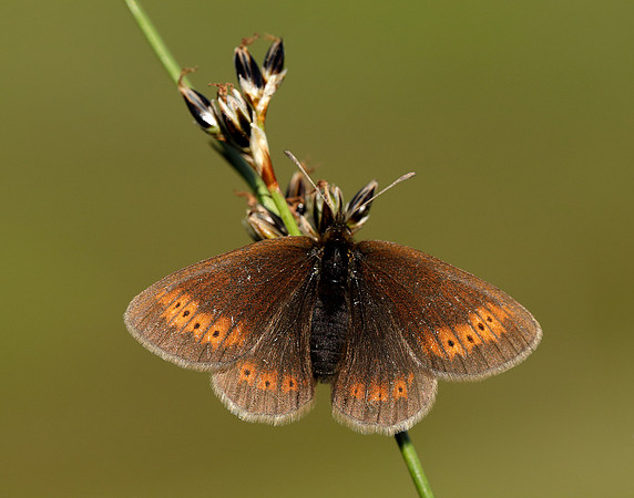 Mountain Ringlet Erebia epiphron