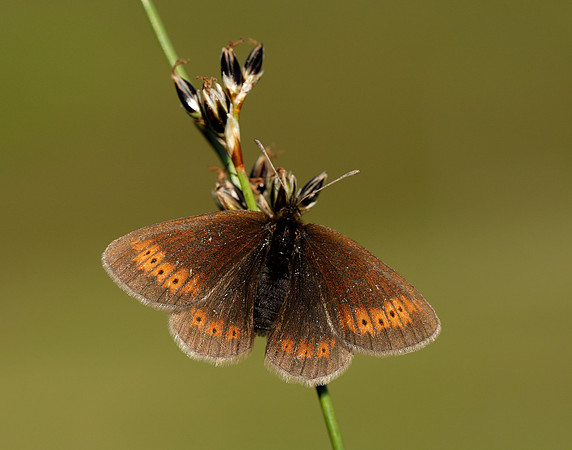 Mountain Ringlet Erebia epiphron