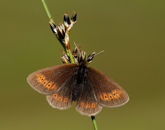 Mountain Ringlet Erebia epiphron