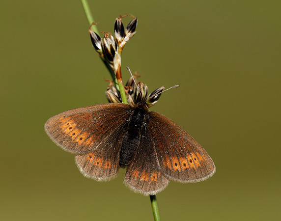 Mountain Ringlet Erebia epiphron