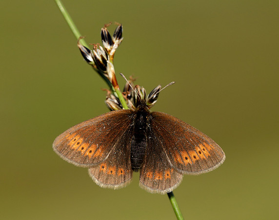Mountain Ringlet Erebia epiphron