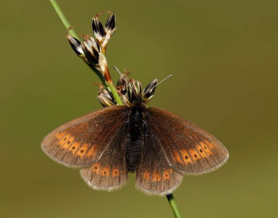 Mountain Ringlet Erebia epiphron