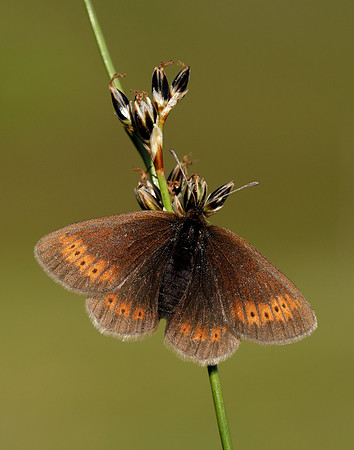 Mountain Ringlet Erebia epiphron