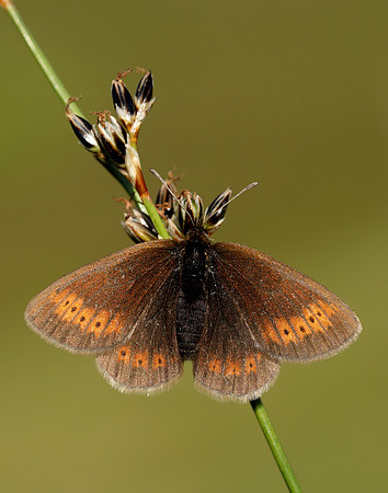 Mountain Ringlet Erebia epiphron