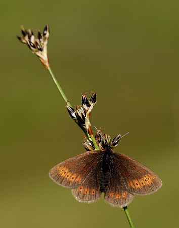Mountain Ringlet Erebia epiphron