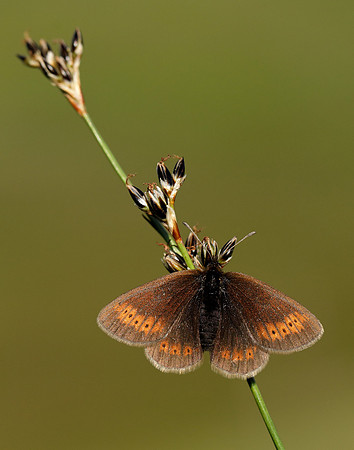 Mountain Ringlet Erebia epiphron