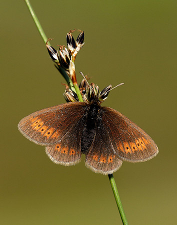 Mountain Ringlet Erebia epiphron