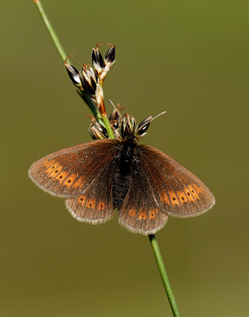 Mountain Ringlet Erebia epiphron