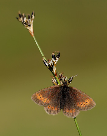 Mountain Ringlet Erebia epiphron