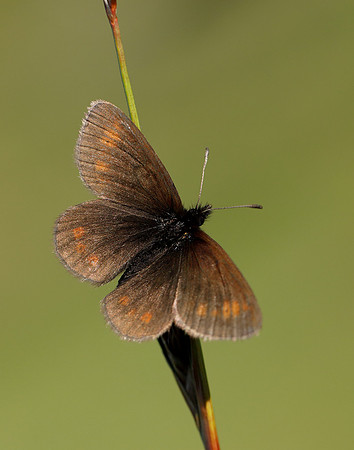 Mountain Ringlet Erebia epiphron