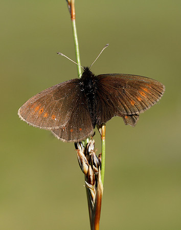 Mountain Ringlet Erebia epiphron