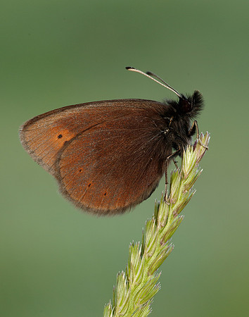 Mountain Ringlet Erebia epiphron