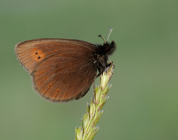Mountain Ringlet Erebia epiphron