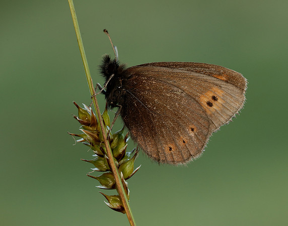 Mountain Ringlet Erebia epiphron