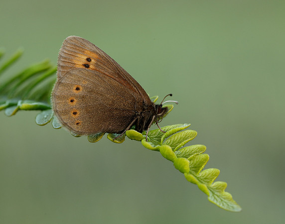 Mountain Ringlet Erebia epiphron