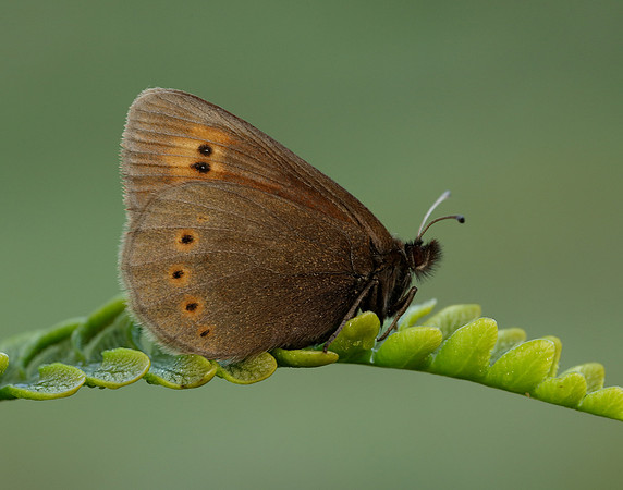 Mountain Ringlet Erebia epiphron