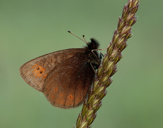 Mountain Ringlet Erebia epiphron
