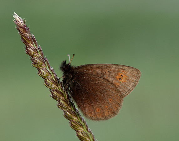Mountain Ringlet Erebia epiphron