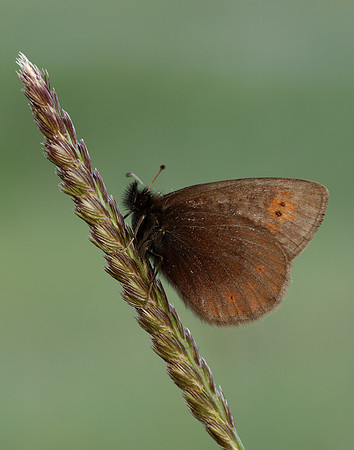 Mountain Ringlet Erebia epiphron