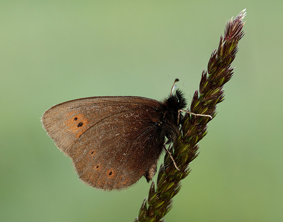 Mountain Ringlet Erebia epiphron