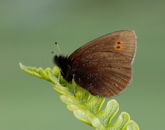 Mountain Ringlet Erebia epiphron