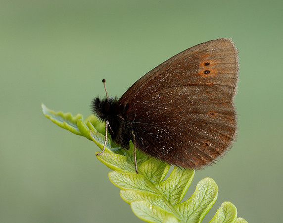 Mountain Ringlet Erebia epiphron
