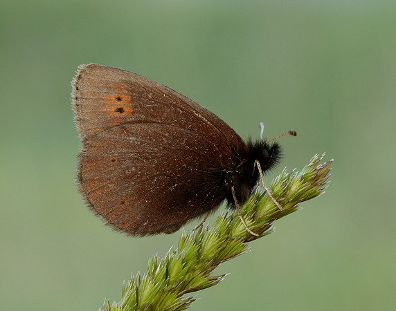 Mountain Ringlet Erebia epiphron