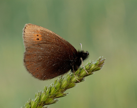 Mountain Ringlet Erebia epiphron