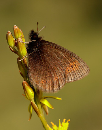 Mountain Ringlet Erebia epiphron
