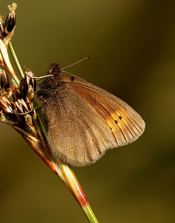 Mountain Ringlet Erebia epiphron