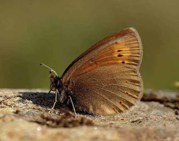 Mountain Ringlet Erebia epiphron