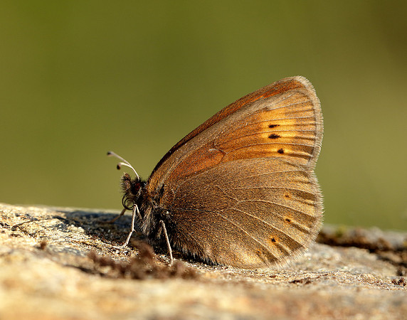 Mountain Ringlet Erebia epiphron