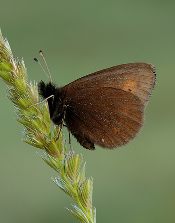 Mountain Ringlet Erebia epiphron